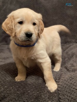 Golden Retriever puppies for sale 