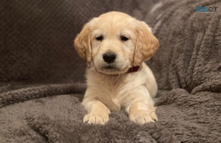 Golden Retriever puppies for sale 