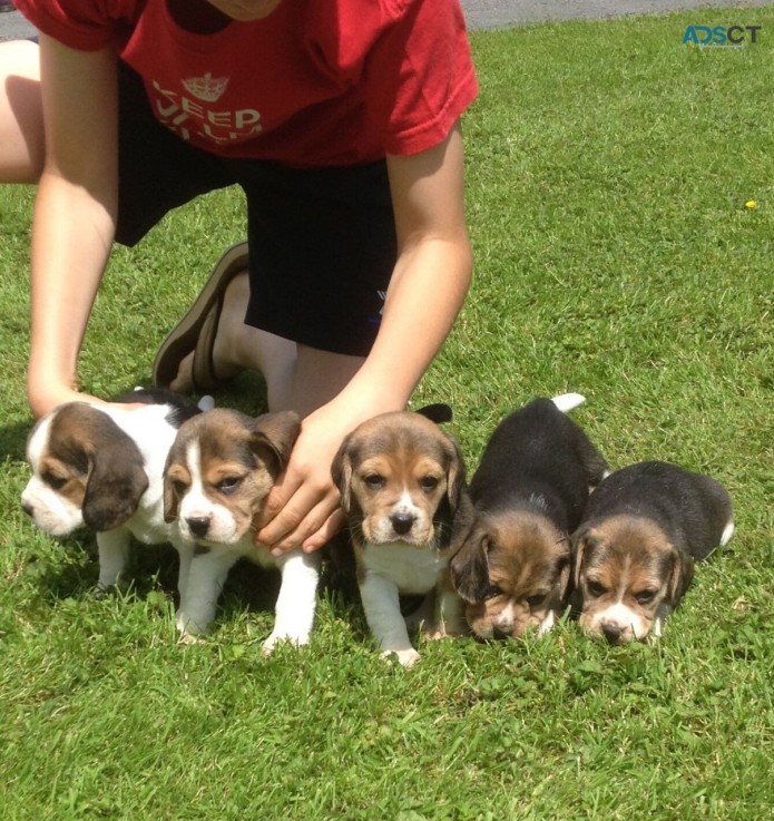 Beagle puppies for sale 