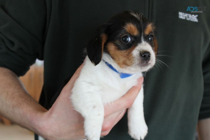  Jack Russell puppies for sale 