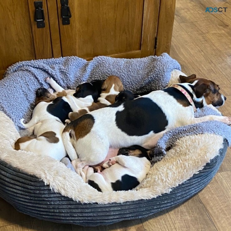 Jack Russell puppies for sale 