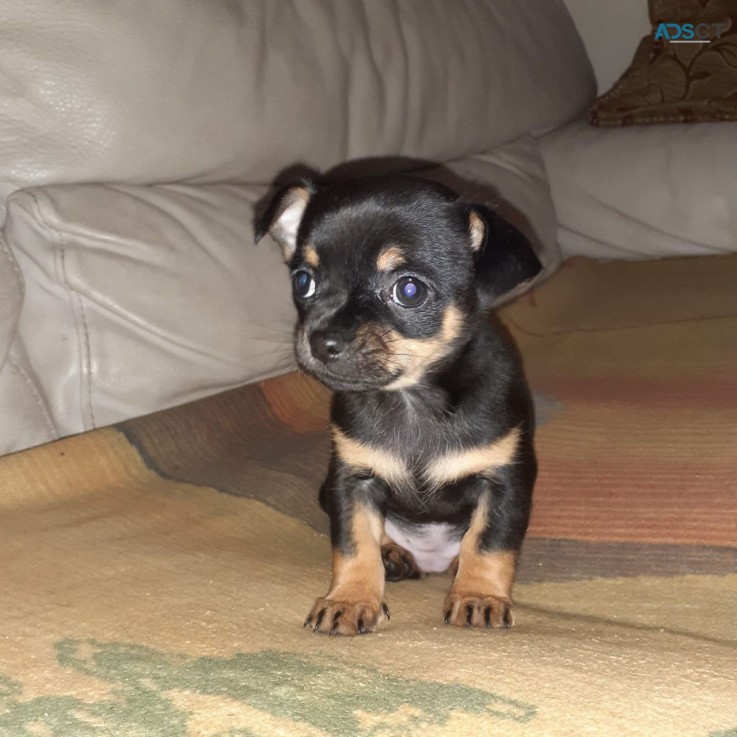 Chihuahua puppies for sale 