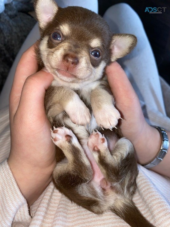 Chihuahua puppies for sale 