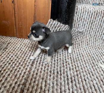 Chihuahua puppies for sale 