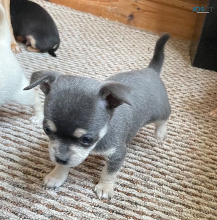 Chihuahua puppies for sale 