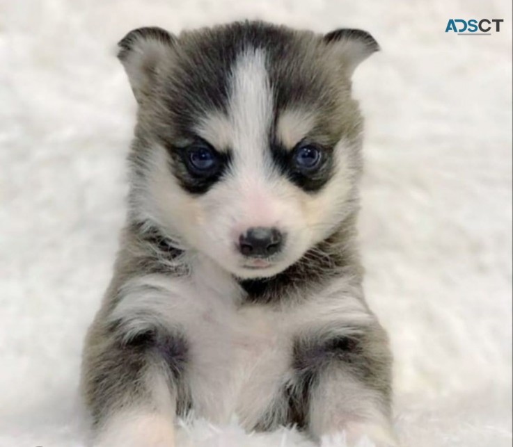 Pomsky Puppies  Ready Now 