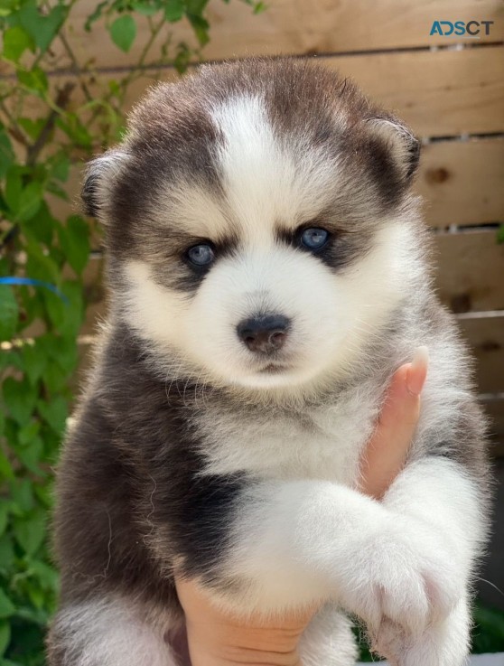 Pomsky Puppies  Ready Now 