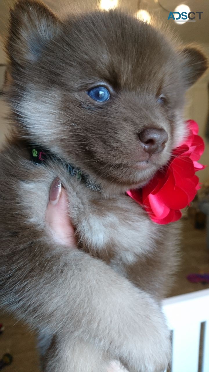 Pomsky Puppies  Ready Now 