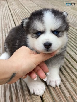 Pomsky Puppies  Ready Now 