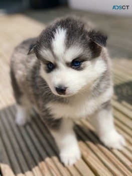 Pomsky Puppies  Ready Now 