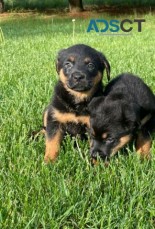 Rottweiler puppies