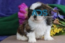 Shih tzu puppies