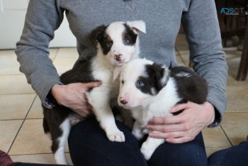 Border Collie puppies for sale 