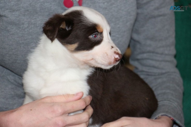 Border Collie puppies for sale 