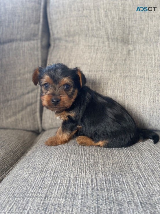 Yorkshire Terrier puppies for sale 