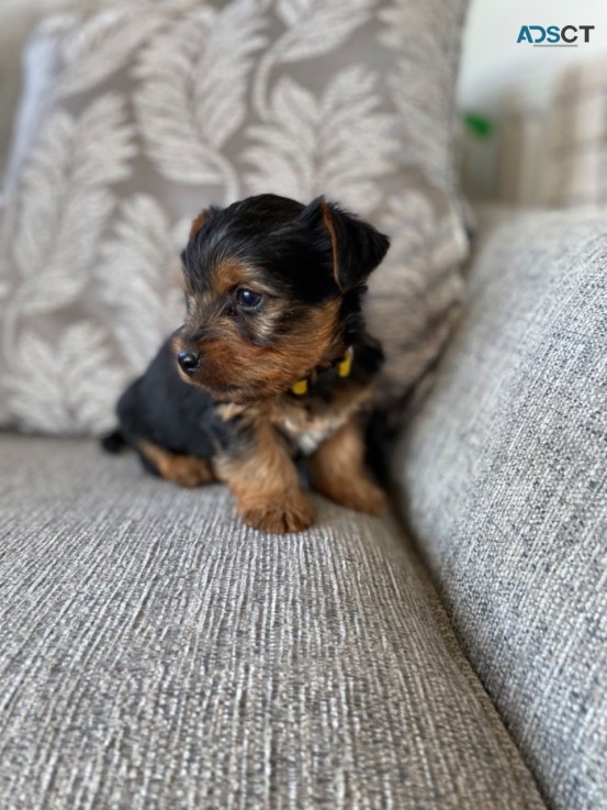 Yorkshire Terrier puppies for sale 