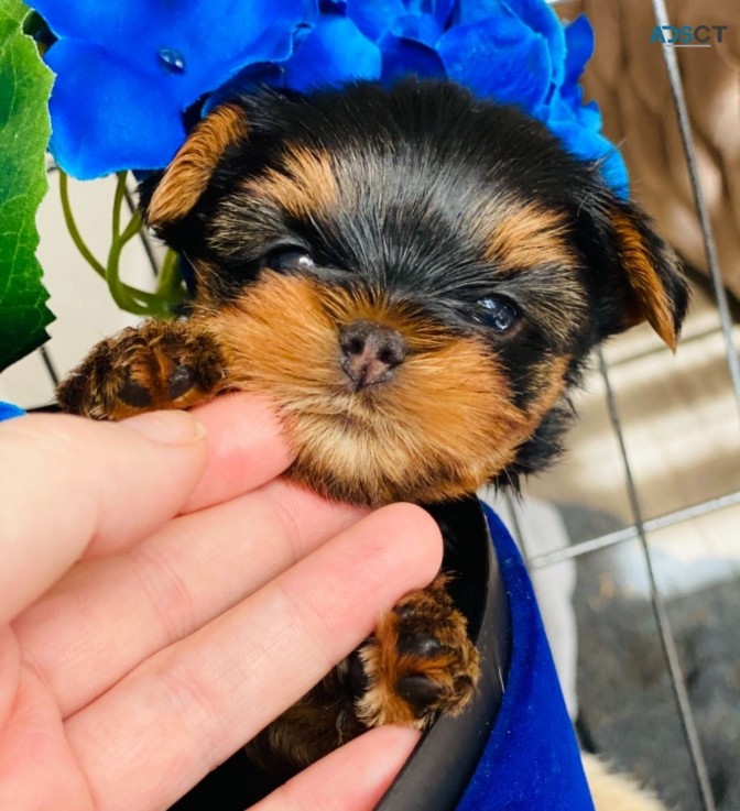 Yorkshire Terrier puppies for sale 