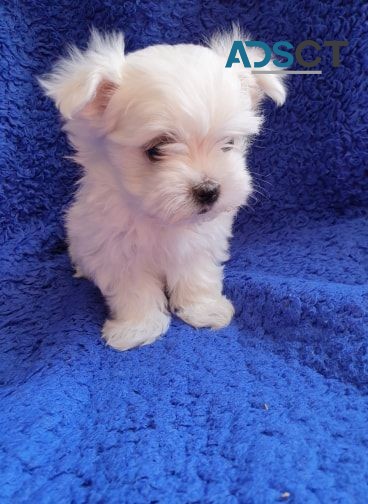 Maltese puppies for sale 