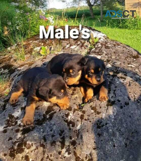 Rottweiler puppies with shots