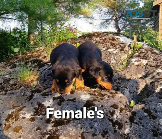 Rottweiler puppies with shots