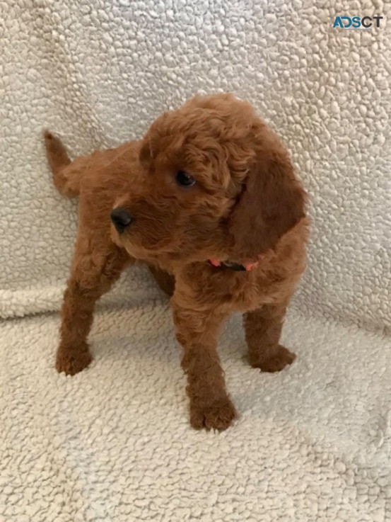 Full  Goldendoodle  Puppies