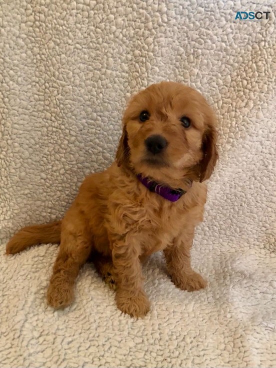 Full  Goldendoodle  Puppies