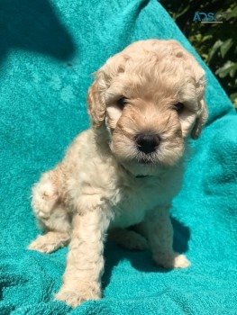 Beautiful Labradoodles  Puppies