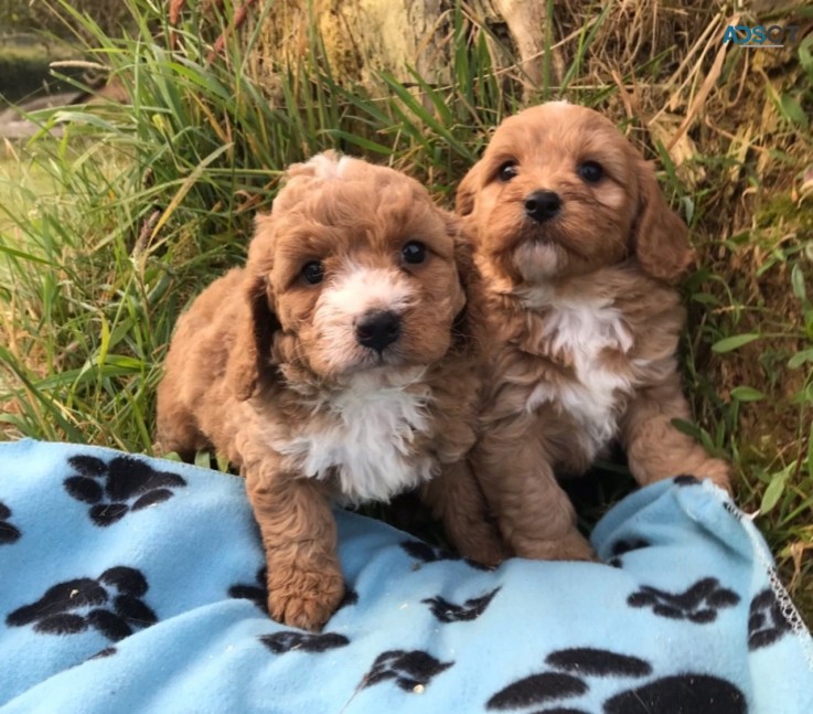 Cute Apricot Cavapoo  puppies