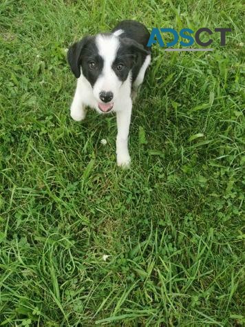 Border Collie Puppies! Available now!