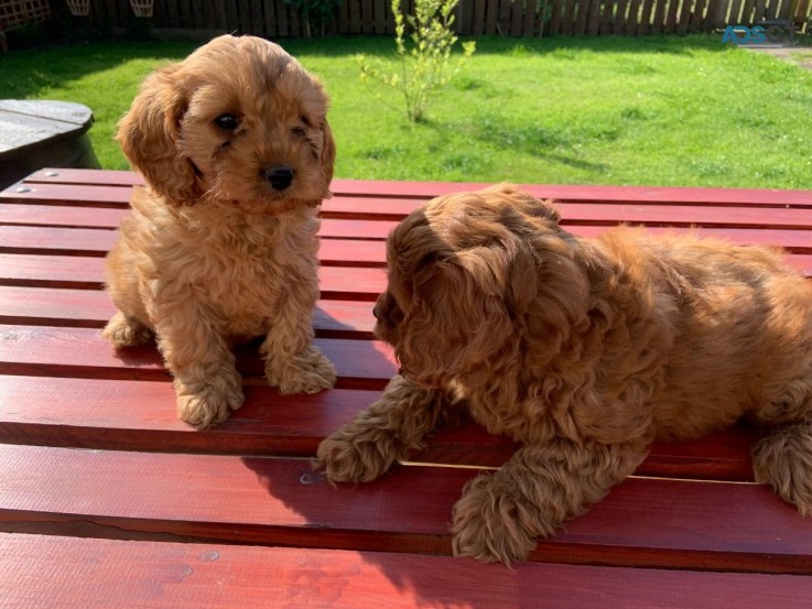 Awesome cockapoo Puppies Available