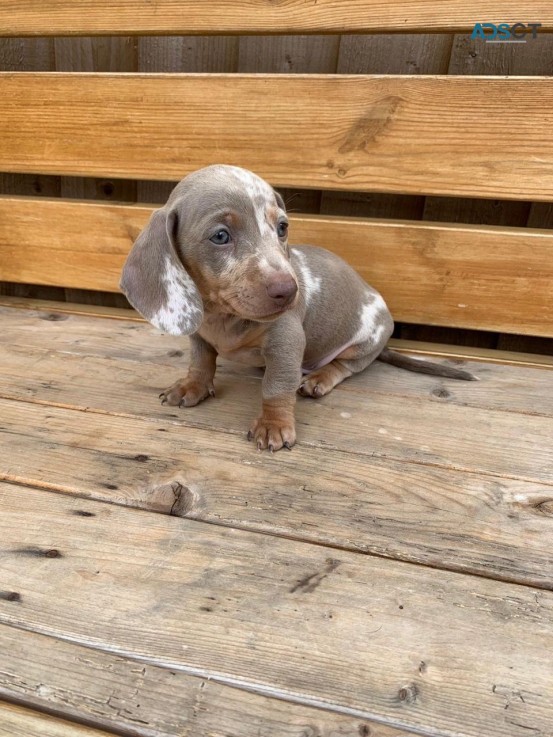 Stunning Dachshund Puppies