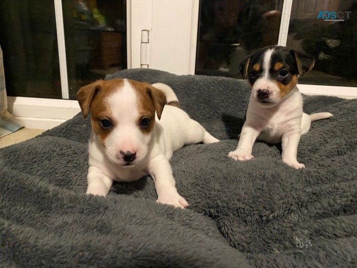 Jack Russell  puppies Available