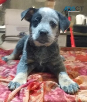 Australian Cattle Dog (Blue Heeler) pupp