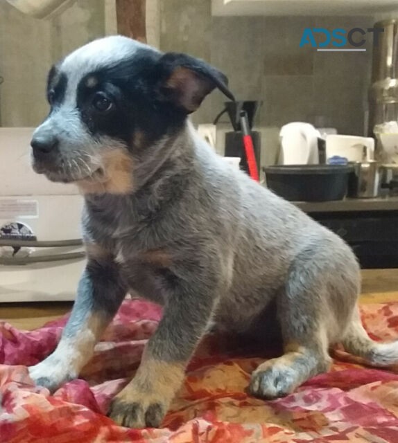 Australian Cattle Dog (Blue Heeler) pupp