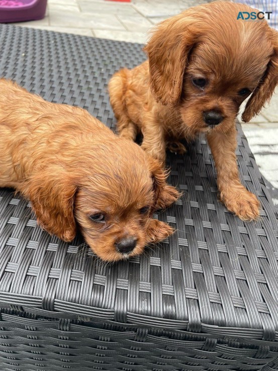 Healthy and adorable Cavalieer pups