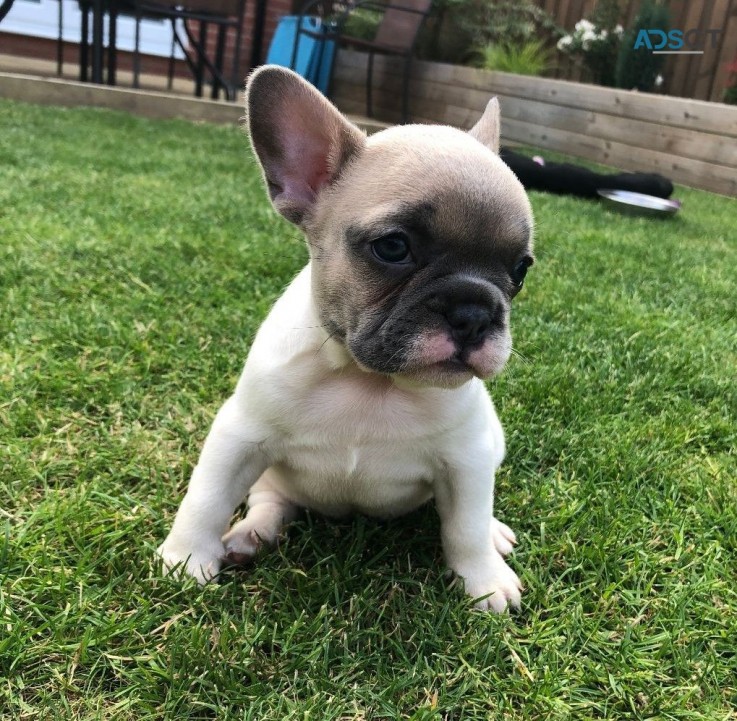 Quality French Bulldog  puppies