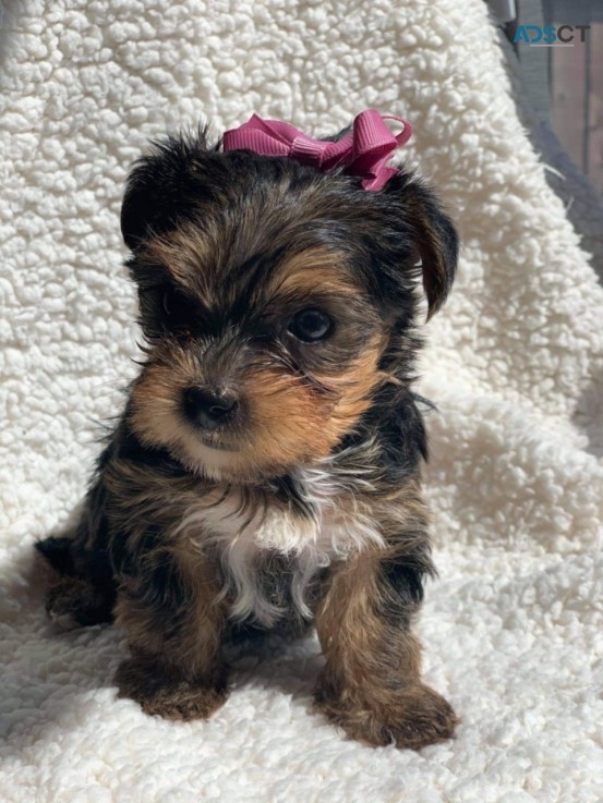 AKC Yorkie Puppies ready now