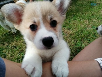 Wonderful 12 week old Welsh Corgi  puppi