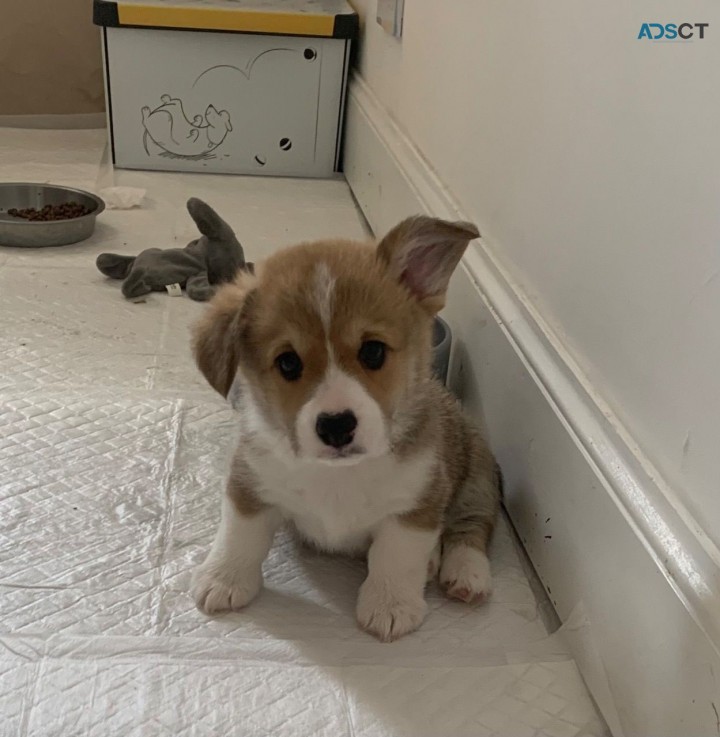 Wonderful 12 week old Welsh Corgi  puppi