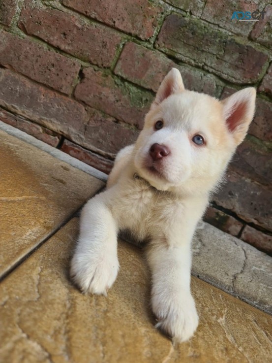 Awsome Siberian Husky