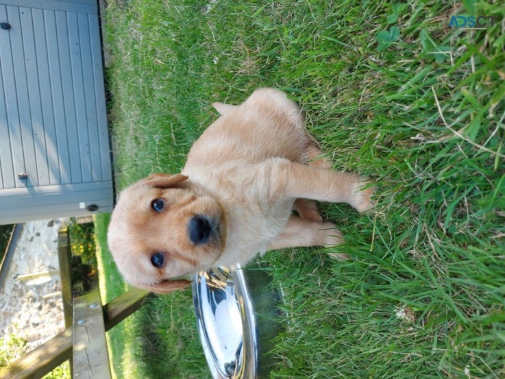 Labrador Retriever    Puppies For Sale