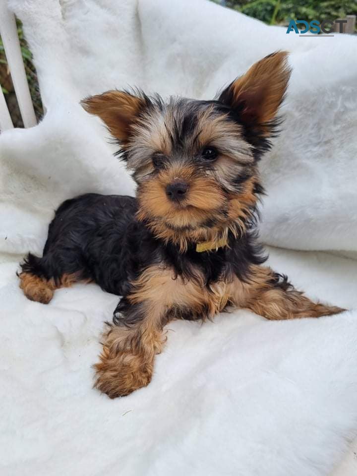 Beautiful Yorkshire Terrier Girl