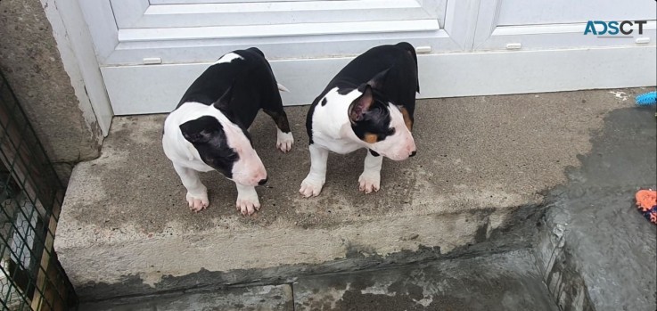 Cute Litter of Staffordshire Bull