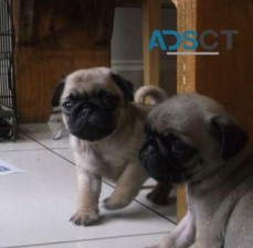 Pug puppies