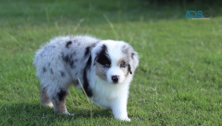  Australian Shapherd puppies for sale