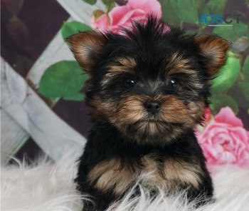 Yorkie puppies for sale