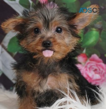 Yorkie puppies for sale