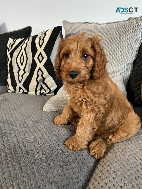 Adorable Apricot Cavapoos