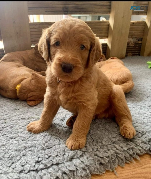 Cute Labradoodle puppies