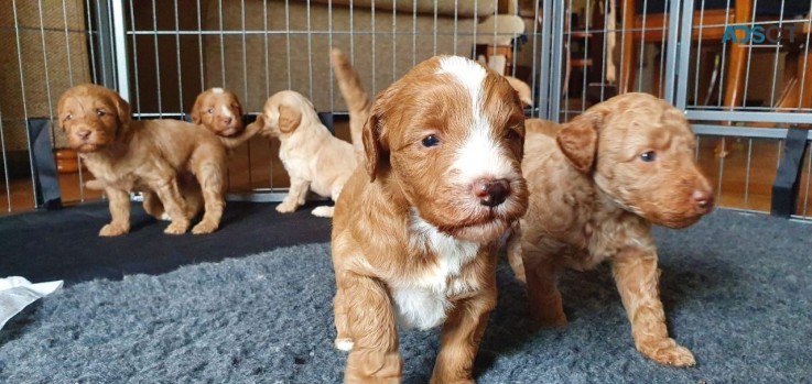 Labradoodle  Puppies for Your Home